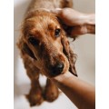 Shampoing doux pour chiens à la peau sensible