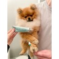 Dentifrice pour chiots Filet Mignon (Bœuf) 100g - PUPPY POLISHER