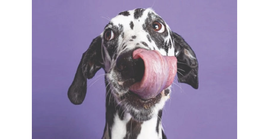 Quelle croquettes choisir pour mon chien? 